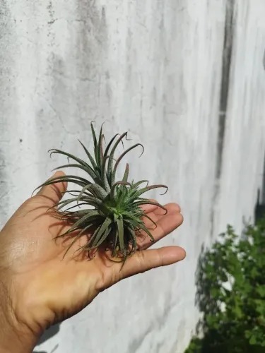 Tillandsia