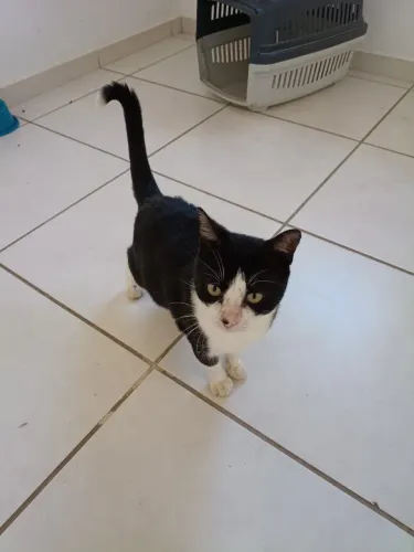 Gato castrado pra adoção 