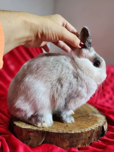 Mini Coelho Netherland anão fêmea pet 3 meses