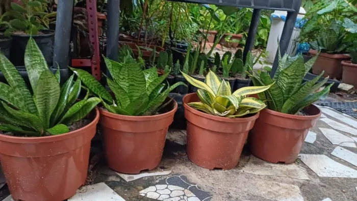 Planta - espadinha de São Jorge