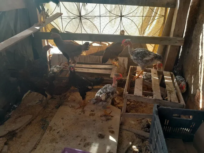 Vende-se frangas caipira
