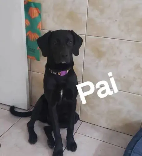 Doação macho 