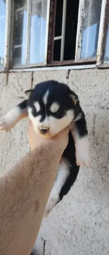 Filhotes de husky siberiano