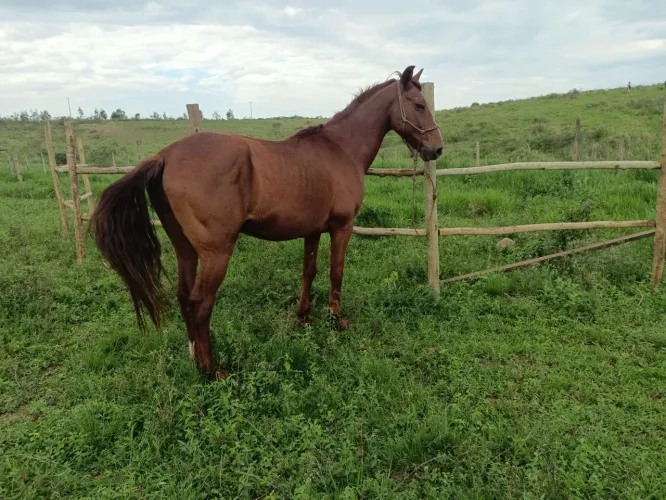 Cavalo marcha batida
