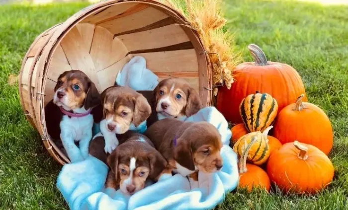 Filhotes De Beagle - Ganhe Felicidades Diariamente