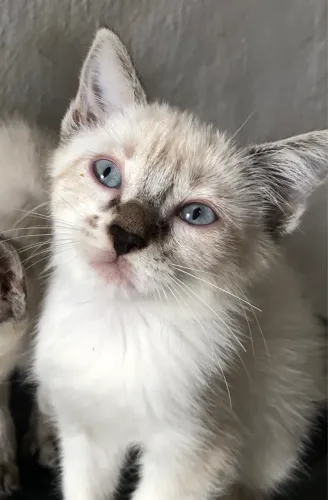 Gatinha pra adoção