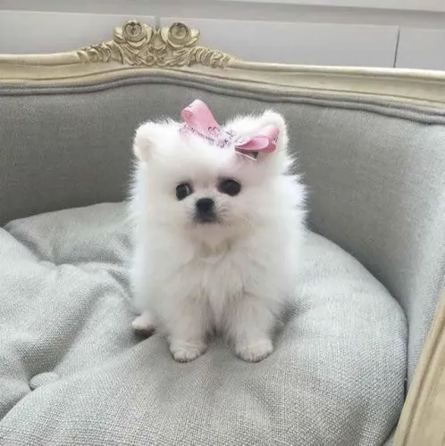 Filhote Spitz Alemão, O Novo Integrante da Sua Família Te Espera Aqui!