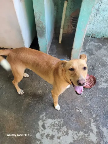Cachorro para doação 