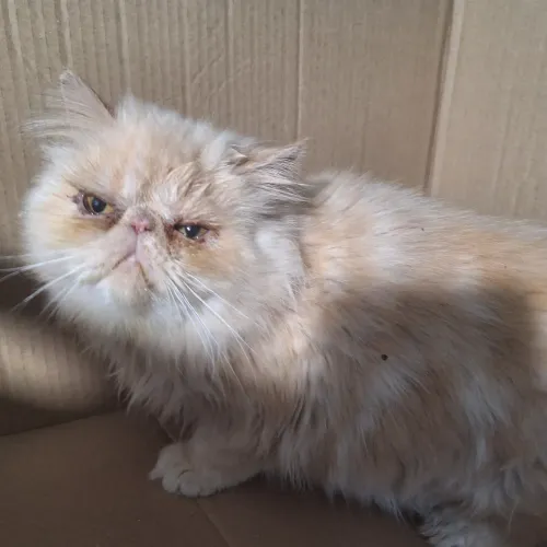 Gatos persas filhotes com pedigree e vacinas