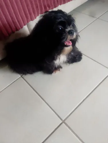 Shitzu macho 