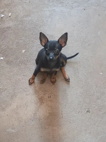 FILHOTE DE PINSCHER N°1