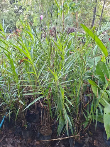 Orquídea bambu