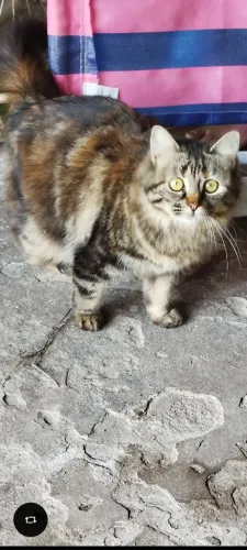 Duas gatas. Belinha e Lindinha.