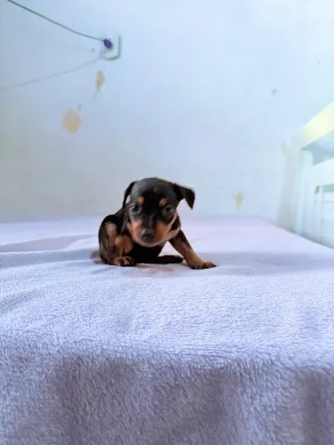 Pinscher feminha