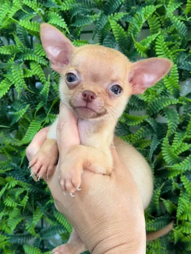 Chihuahua macho micro Pêlo curto fulvo 2 meses.