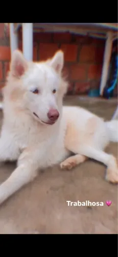 Vendo uma husky siberiano, pura 