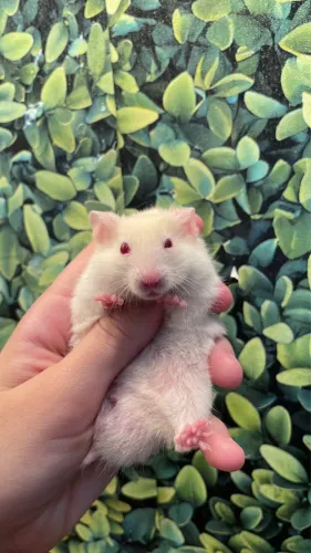 Hamster 