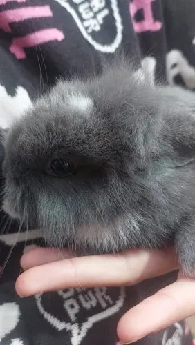 Mini Coelho lion head - peludinho cinza - entrego