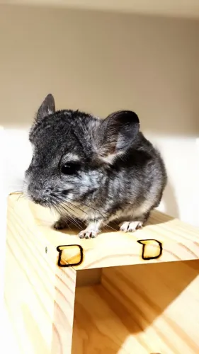 Chinchila femea filhote