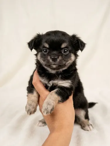 Filhote de Chihuahua Pelo Longo Fêmea Black and Tan