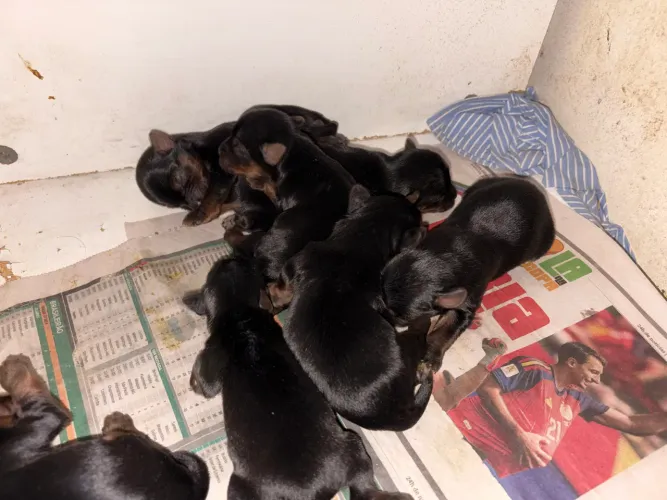 Filhotes de Yorkshire Terrier de Raça Pura - Reserva Antecipada
