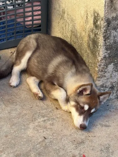 Husky