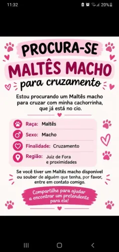 Procuro maltês macho pra cruzar com minha cachorrinha 