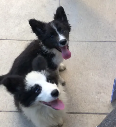Border collie macho