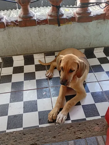 Cachorro fila brasileiro.