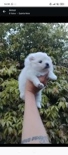 Lulu da Pomerânia Anão 