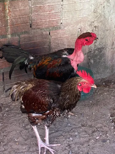 Galo de raça pura