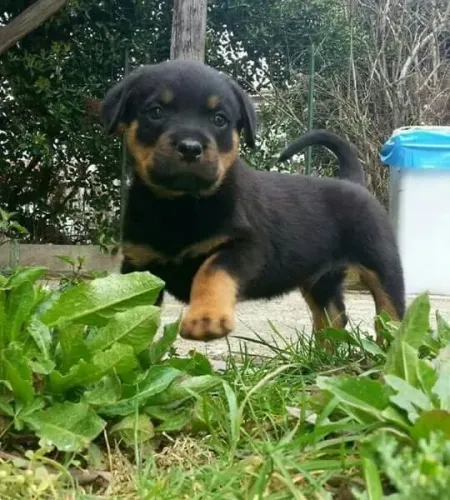 Rottweiler puro e forte