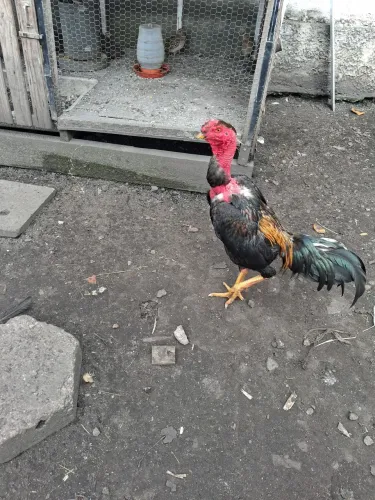 Galo índio 