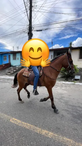 Cavalo pra vender