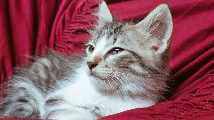 Gatinho para doação responsável