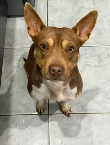 Cachorro pitbull