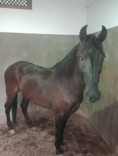 Cavalo Mangalarga Marchador