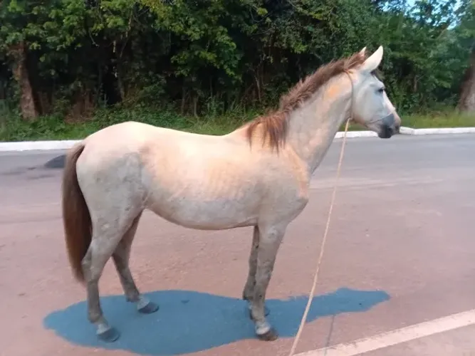  Vendo Cavalo manso de montaria novo