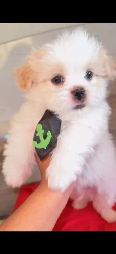 Filhote de shih tzu macho