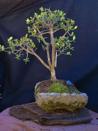 Lindo Bonsai acerola no vaso artesanal