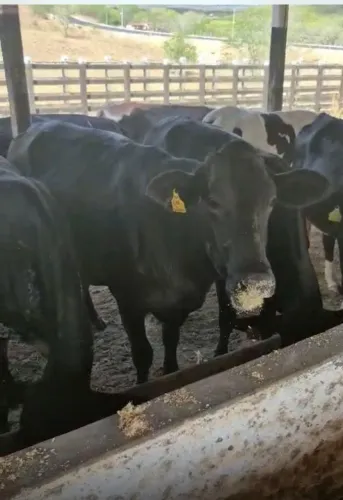 Vacas novilha e bezerras 