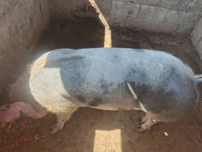 Vendo