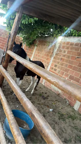 Cavalo pampa marcha picada