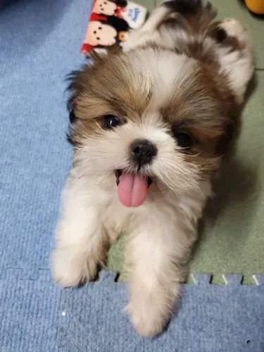 Shihtzu macho legítimo