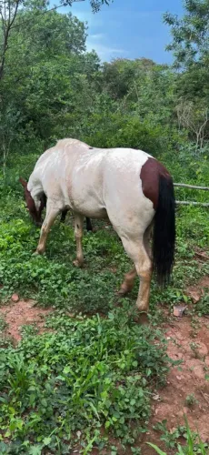 Vendo cavalo de 6 anos,puro de marcha picada com cela e tudo,pampa de castanho