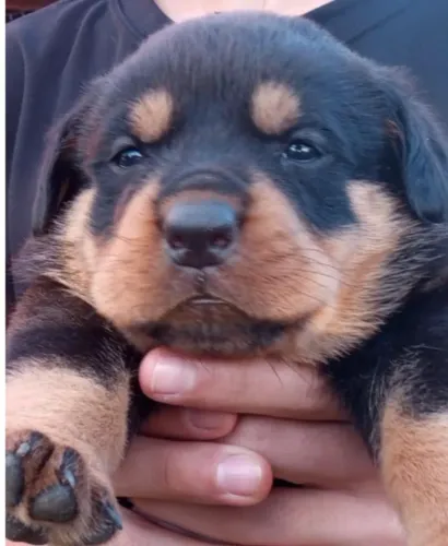 Rottweiler robusto
