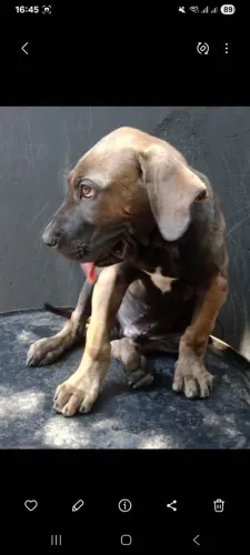 Fila brasileiro macho 2 meses.