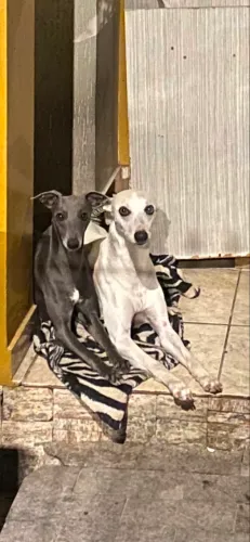 Procura Whippet macho para cruza