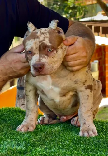 FILHOTE MACHO DE PIT MONSTER(BRAZILIAN BULL)