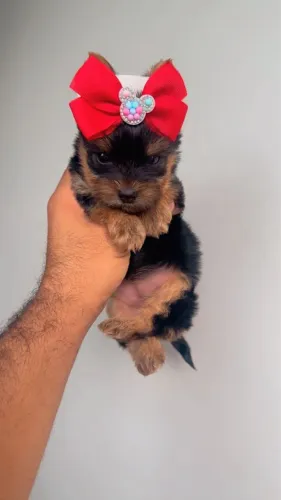 Yorkshire Terrier filhote de porte pequeno